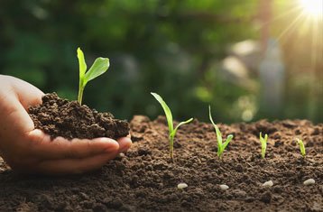 Compost and organic matter