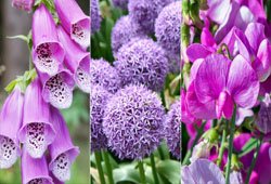 Ornamental plants