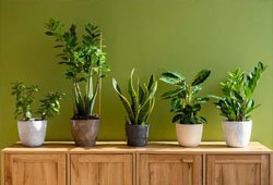 Indoor plants
