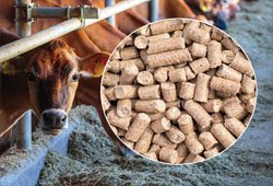 Cattle and dairy animal feed