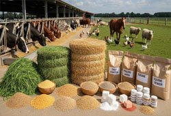 Animal feed ingredients