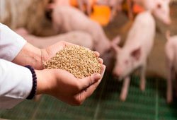 Animal nutrition supplements
