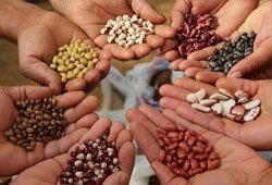 Hybrid Seeds