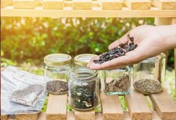 Herb Seeds