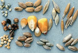 Cereal Seeds