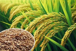 Rice Seeds
