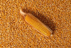 Maize Seeds