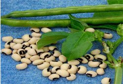 Fodder Seeds