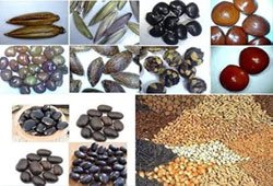 Medicinal Plant Seeds