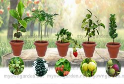 Fruit Plant Saplings