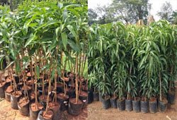 Mango Plants