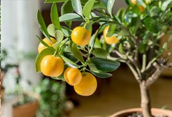 Citrus Plants