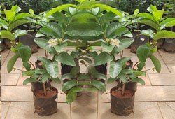 Guava Plants
