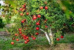 Pomegranate Plants