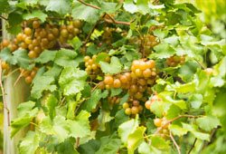 Grape Vines