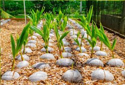 Coconut Plants