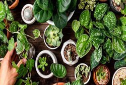 Ornamental Plants