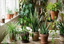 Indoor Plants