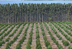 Forestry Plants