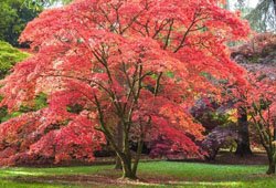 Shade Trees