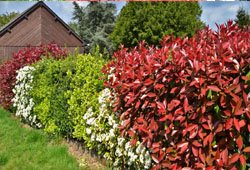 Hedge Plants