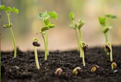 Planting Materials