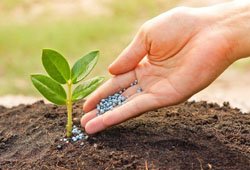 Organic Fertilizers