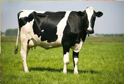 Dairy Cattle