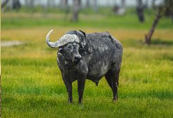 Buffalo