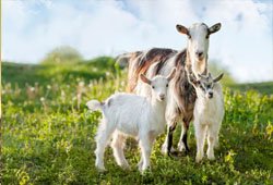 Goats