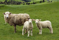 Sheep