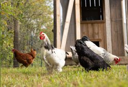 Poultry