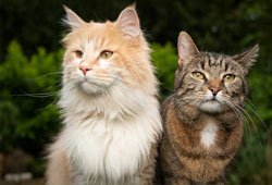 Pet Cats