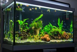 Fish & Aquarium