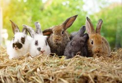 Rabbits