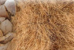 Coir Fibre