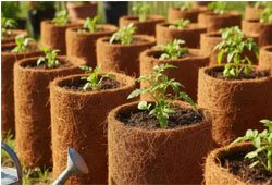 Coir Pots & Grow Bags