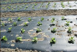 Agricultural Mulch