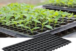 Seedling Trays